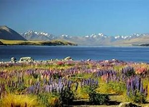 Must Do In New Zealand (13 Days / 12 Nights) - Seat - in Coac